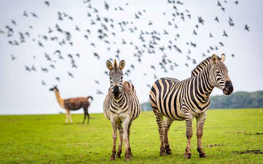 NP Brijuni - Safari park / Foto: Natasa Sundara