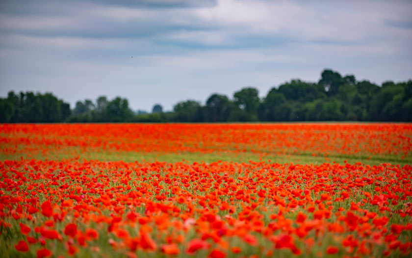 Polje makova na Križnici; Foto: Matija Turkalj