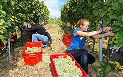Ideja za teambuilding: Berba grožđa u vinogradu na Vuglec Bregu