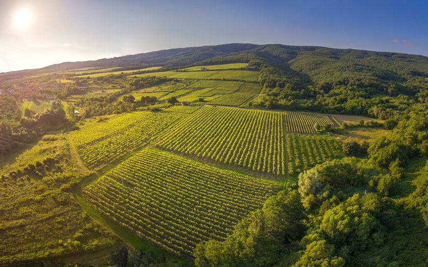 Kutjevo - vinogradi