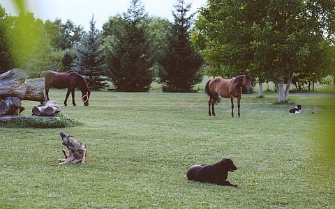 Ranch Kurilovec - Velika Gorica - Aktivnosti - Zabava